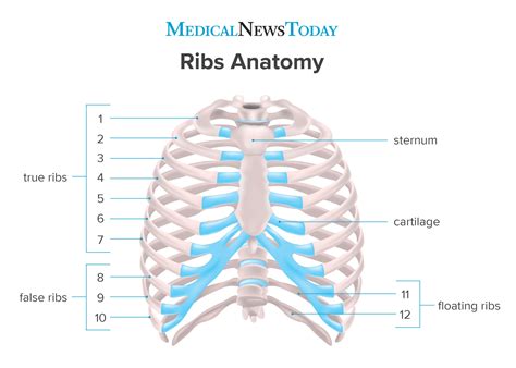 how many ribs does man and woman have|True ribs: Anatomy, structure and function .